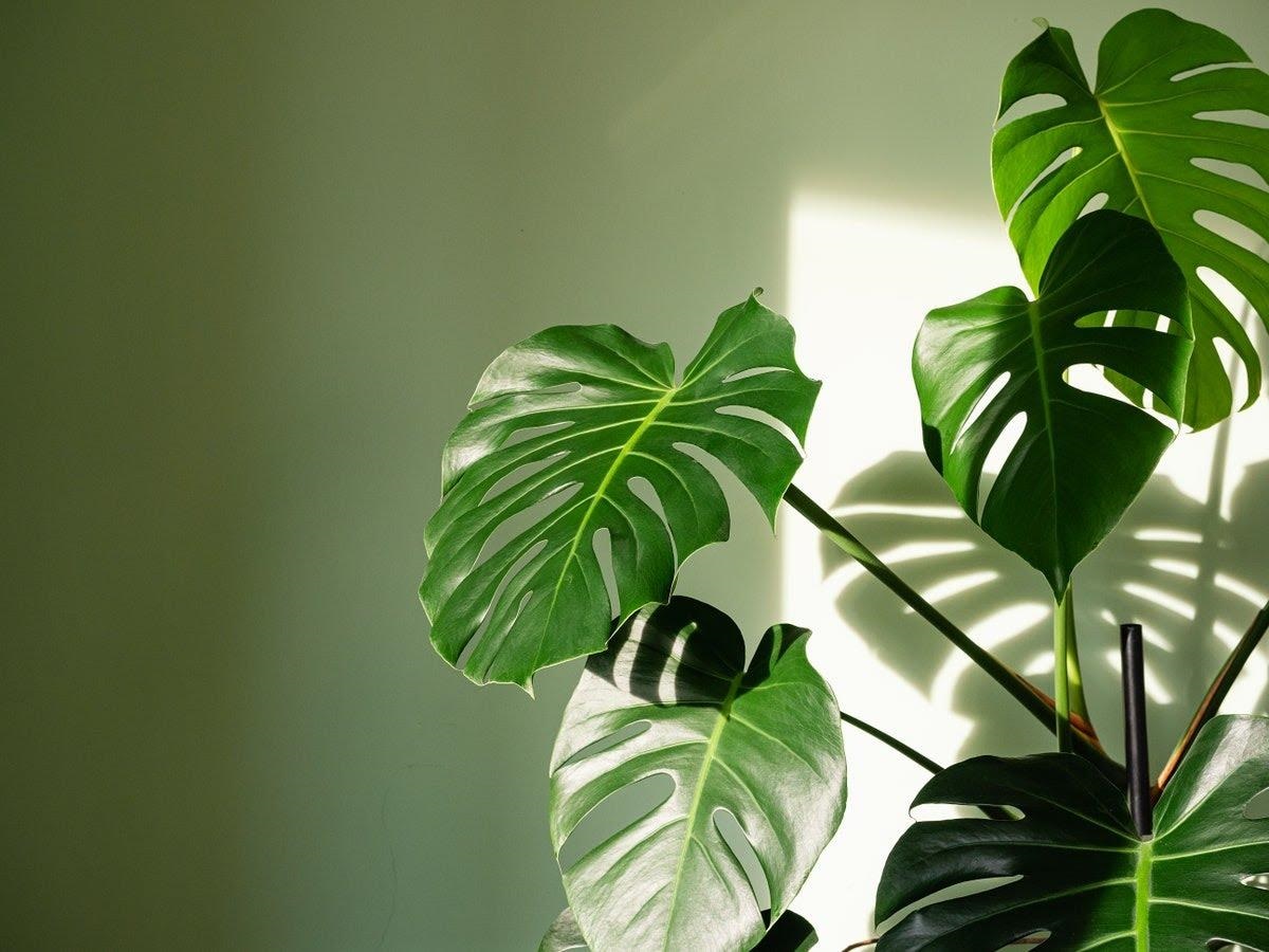 6Tropical Plants to Get the Jungle Look at Home - 10882